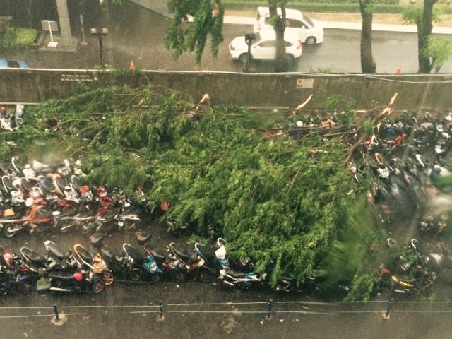 Pohon tumbang samping gedung panin senayan